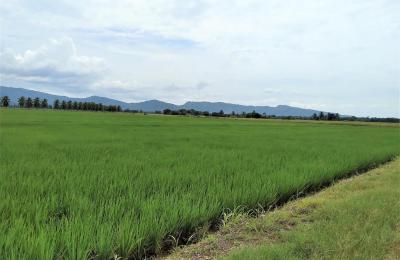 VENTA DE TERRENO DE 60 HAS. EN SAN MARTÍN